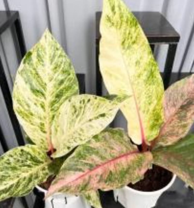hookeri anthurium Anthurium hookeri pink variegated TC Plantlet *On Hand* – OrchidBox Wholesale