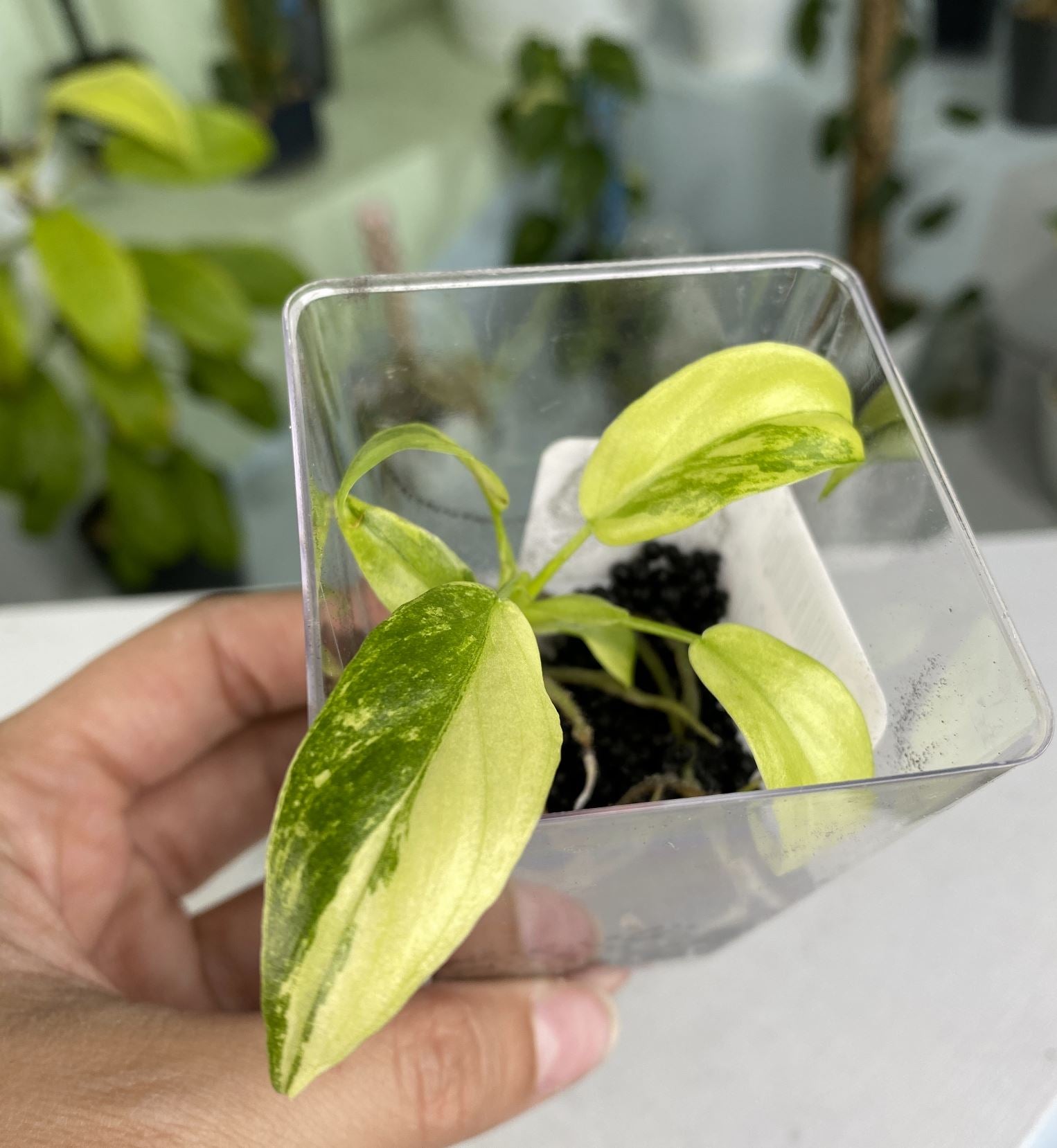 philodendron radiatum Philodendron radiatum variegated TC Plantlet – OrchidBox Wholesale