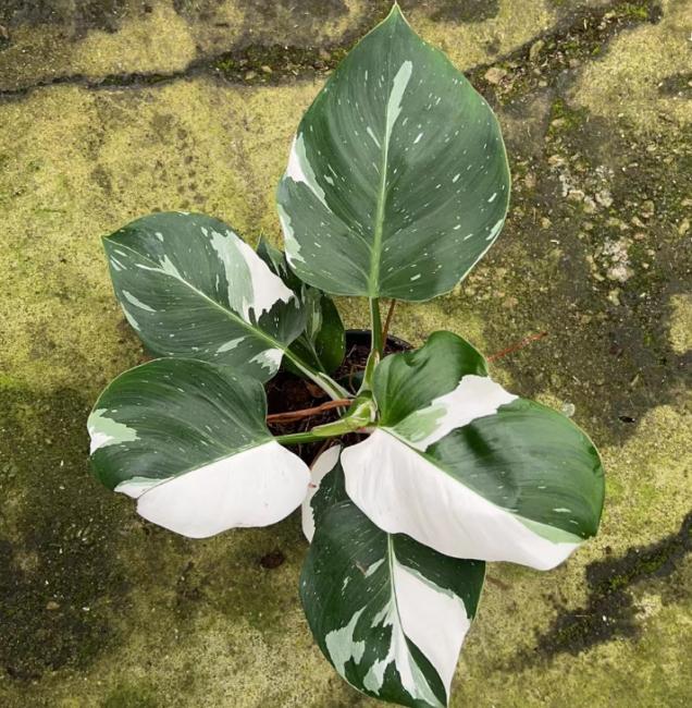 philodendron white wizard tissue culture Philodendron "White Wizard" variegated TC Plantlet *On Hand* – OrchidBox Wholesale