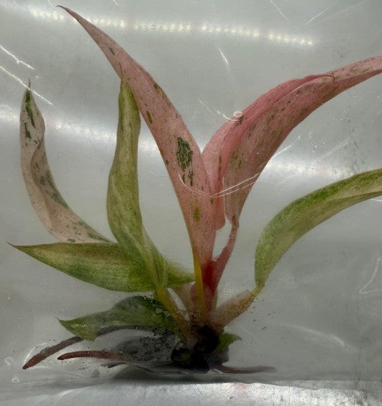 philodendron carmel marble Philodendron "Pink Caramel Marble" variegated New Variety! *On Hand* – OrchidBox Wholesale