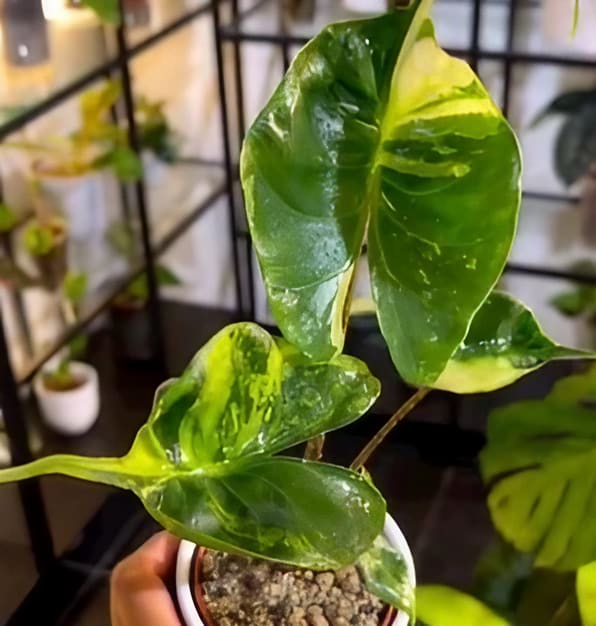 philodendron stingray Alocasia "Stingray" "Aurea" variegated TC Plantlet *On Hand* – OrchidBox Wholesale