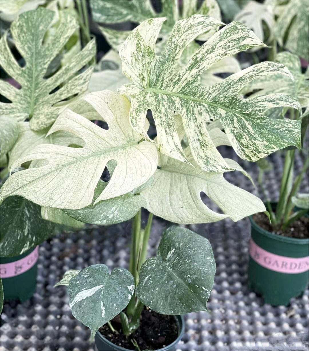 monstera plant wholesale Monstera deliciosa “White Monster” variegated TC Plantlet *On Hand* – OrchidBox Wholesale