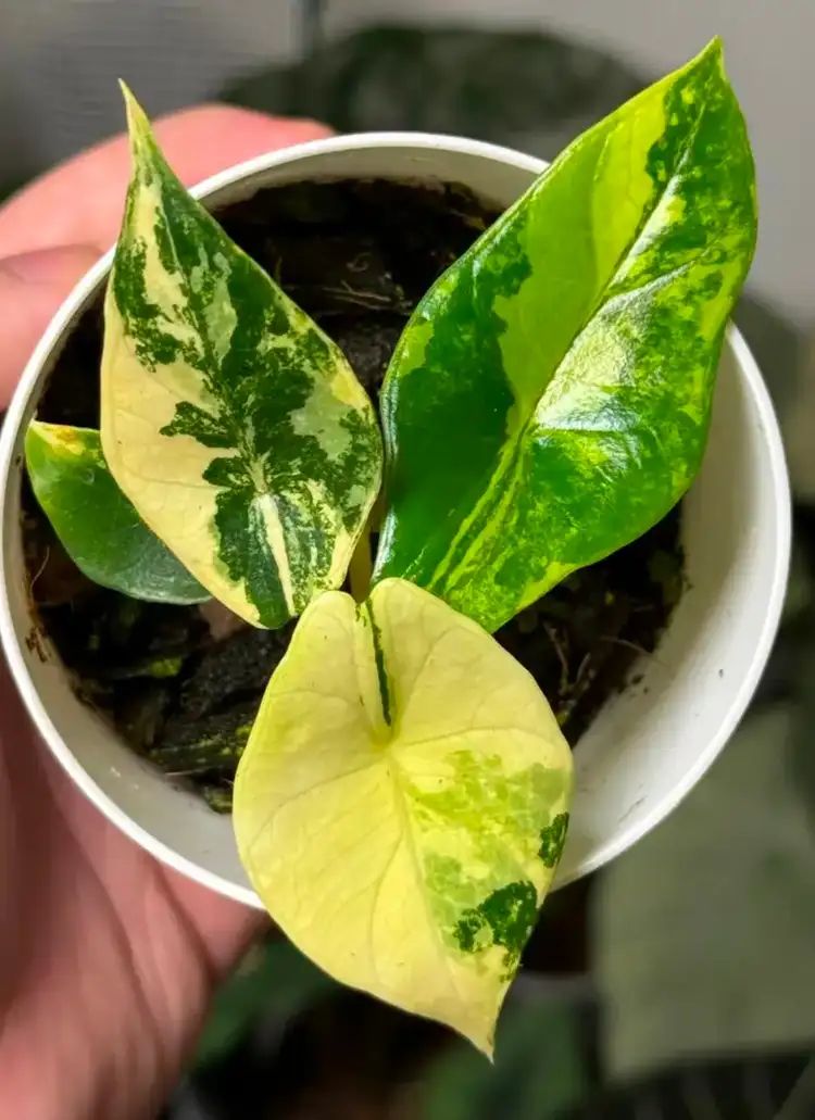 Alocasia scalprum 
