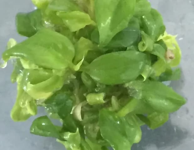 philodendron fibraecataphyllum Philodendron fibraecataphyllum TC Plantlet – OrchidBox Wholesale