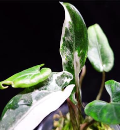 Alocasia lauterbachiana Alocasia lauterbachiana