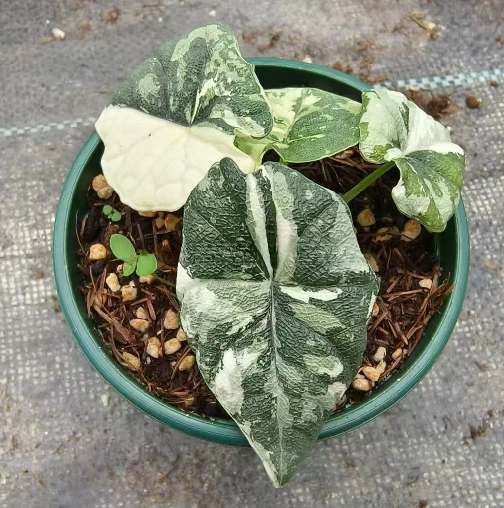 Alocasia melo 