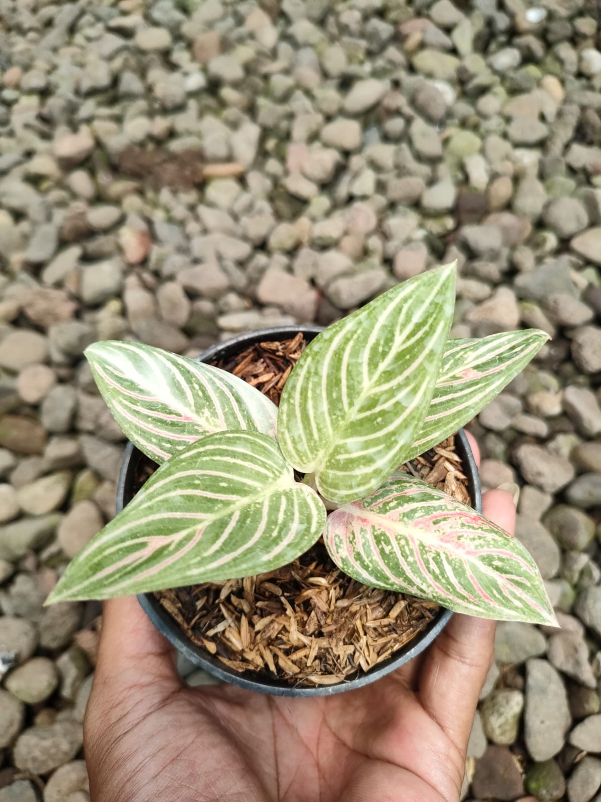 aglaonema golden Aglaonema "Golden Hope" variegated *On Hand* – OrchidBox Wholesale