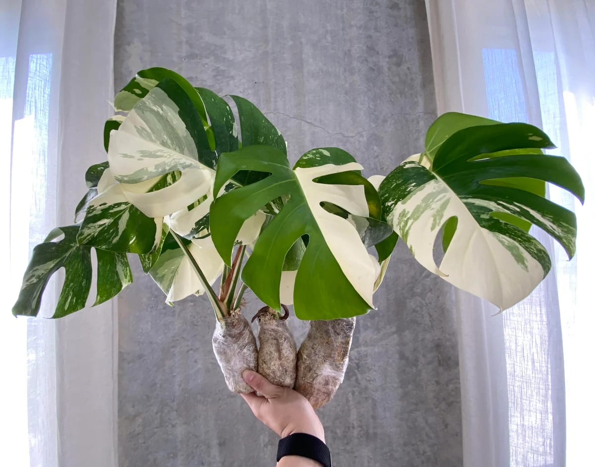 monstera plant wholesale Monstera deliciosa "Albo-variegata" variegated 2-3 Leaves Grade A – OrchidBox Wholesale
