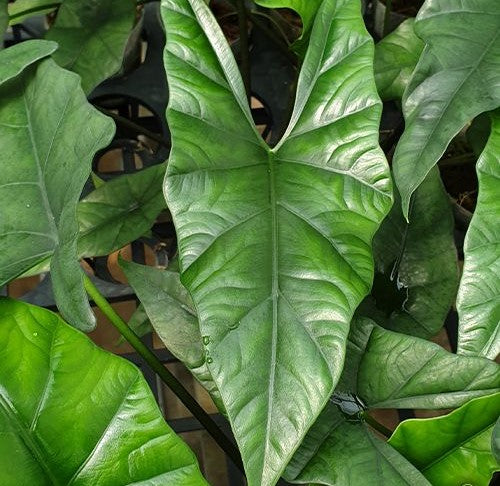 Alocasia 'Polly Variegata' ( 10 cm