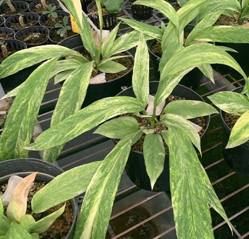 Variegated Anthurium