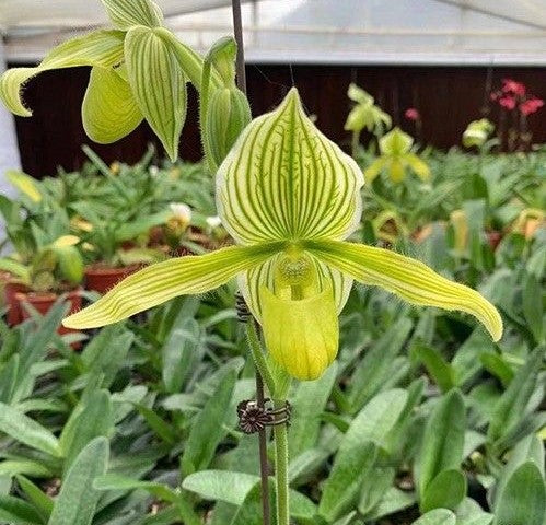 Paphiopedilum