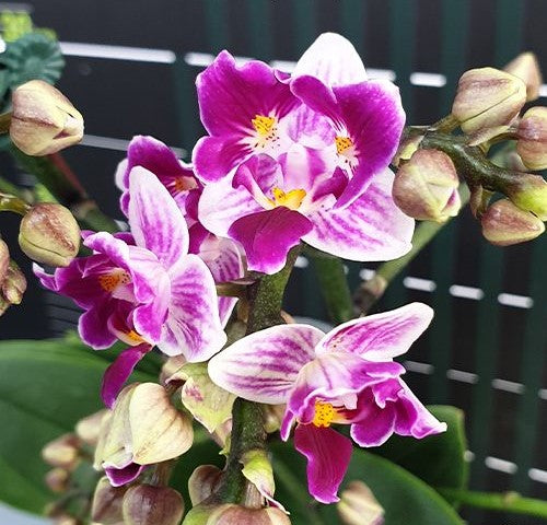 Phalaenopsis