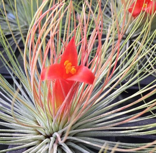 Tillandsia