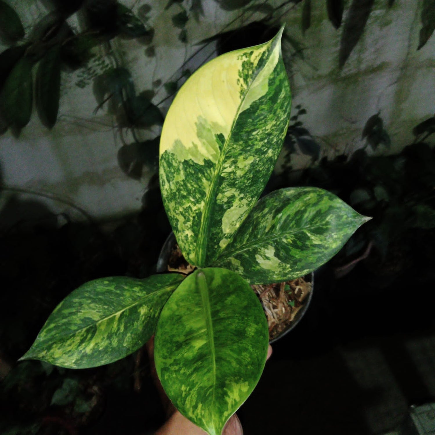 Dieffenbachia