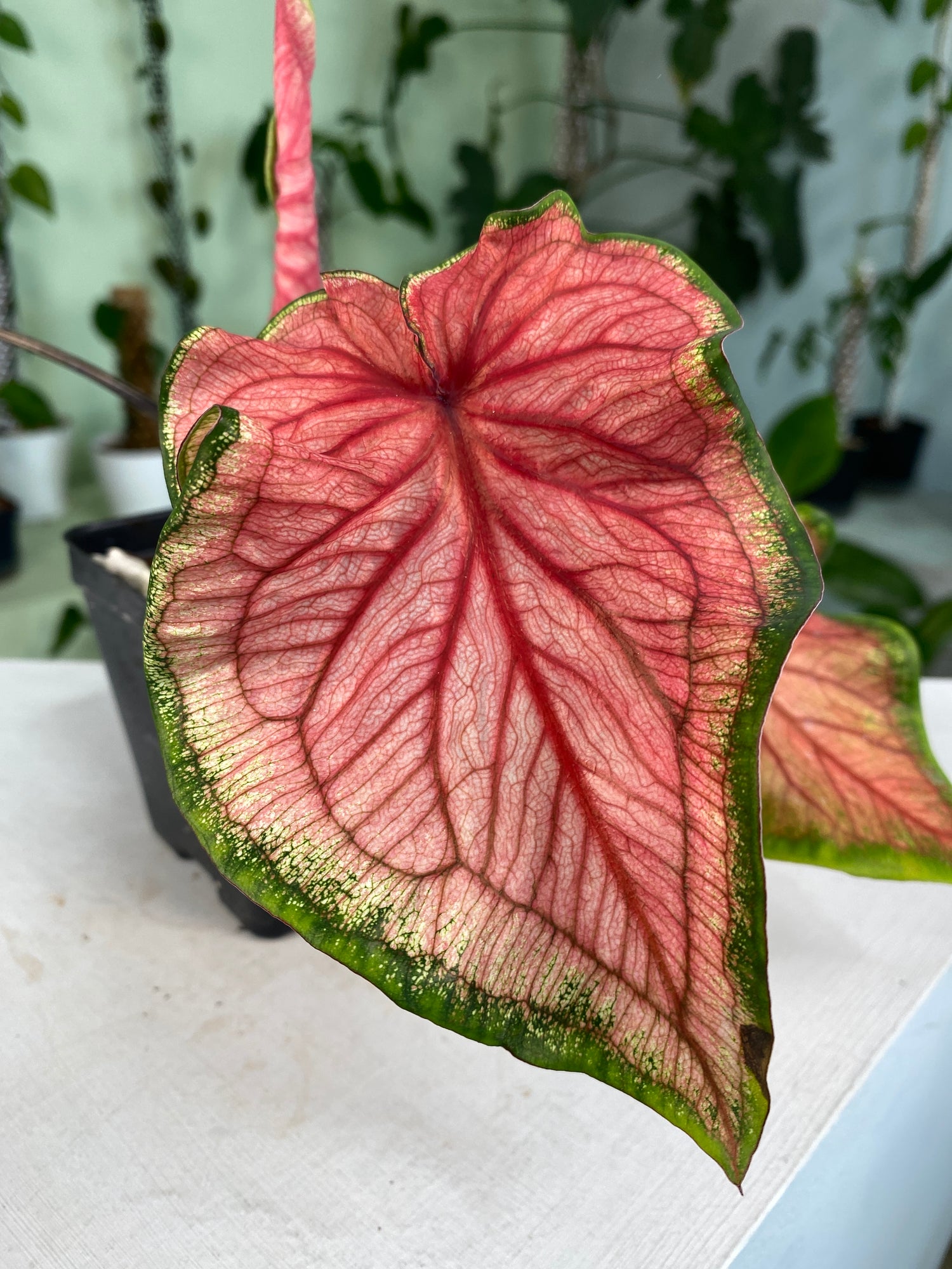 Caladium