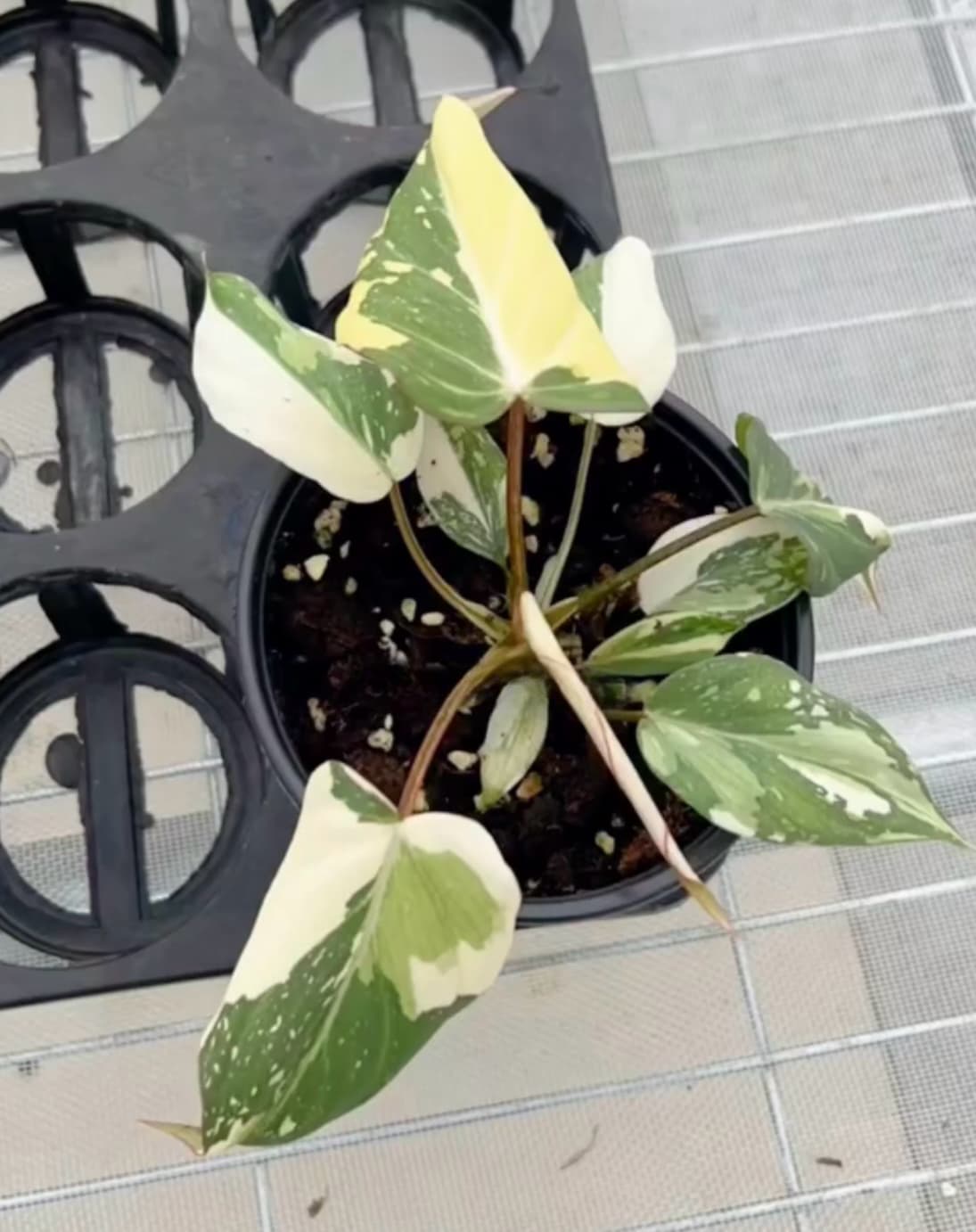 philodendron gloriosum wholesale Philodendron gloriosum variegated TC Plantlet *On Hand* – OrchidBox Wholesale