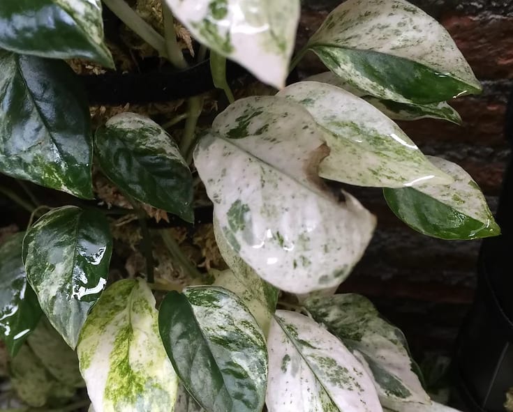 Epipremnum "Bali Hanoman" variegated TC Plantlet