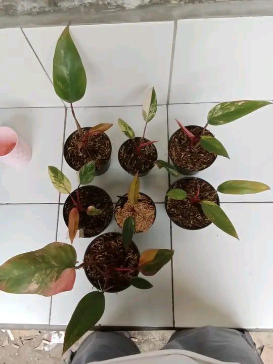 Philodendron "Strawberry Shake" variegated *On Hand*