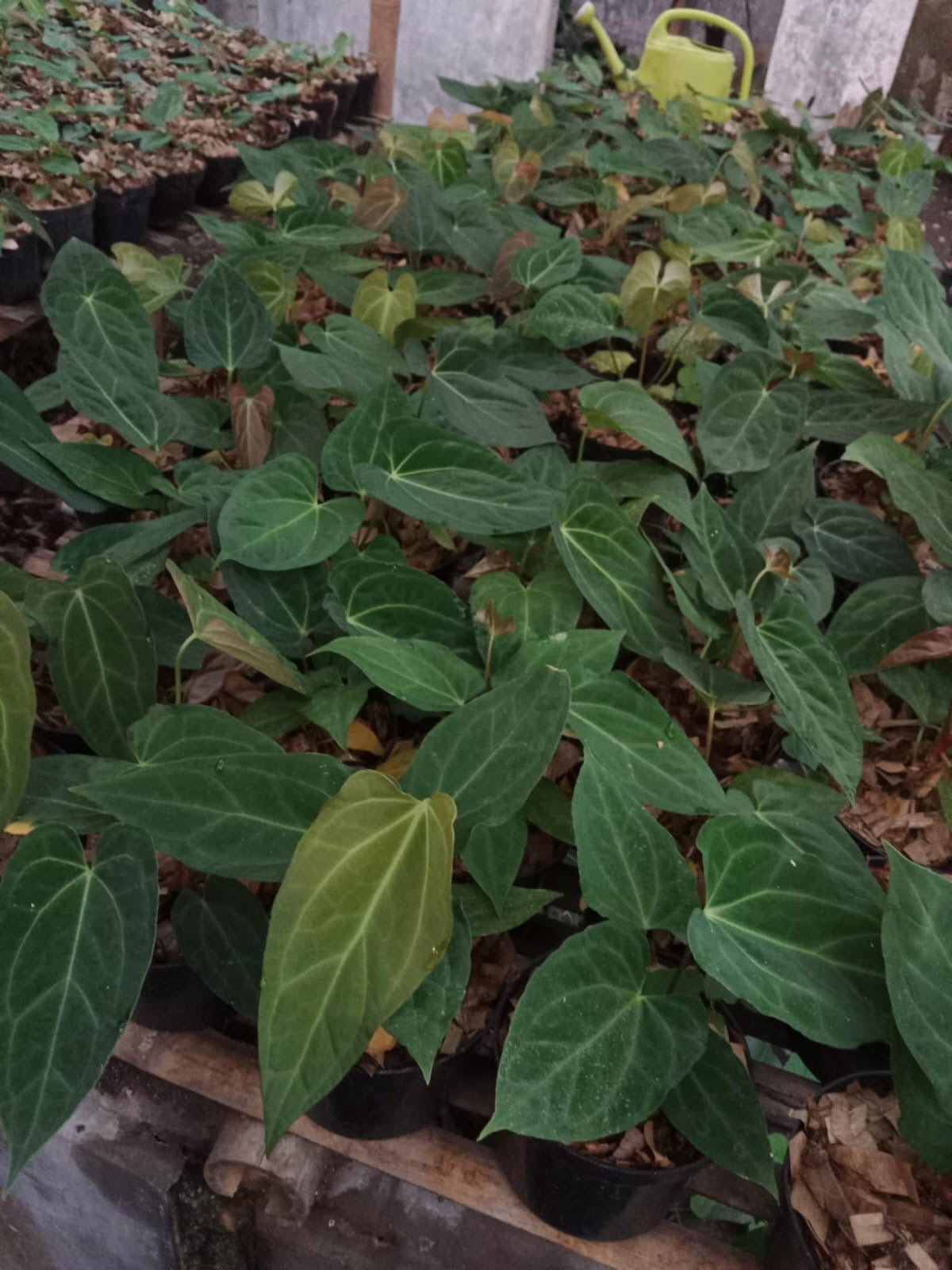 anthurium papillilaminum legend Anthurium papillilaminum "Legends" *On Hand* – OrchidBox Wholesale