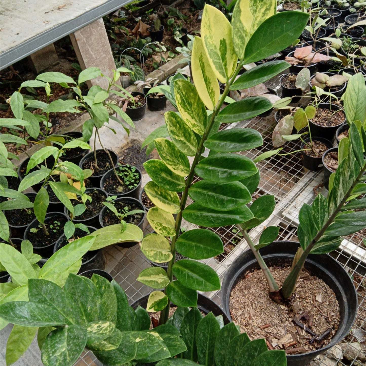 Zamioculcas zamiifolia variegated 1 stick