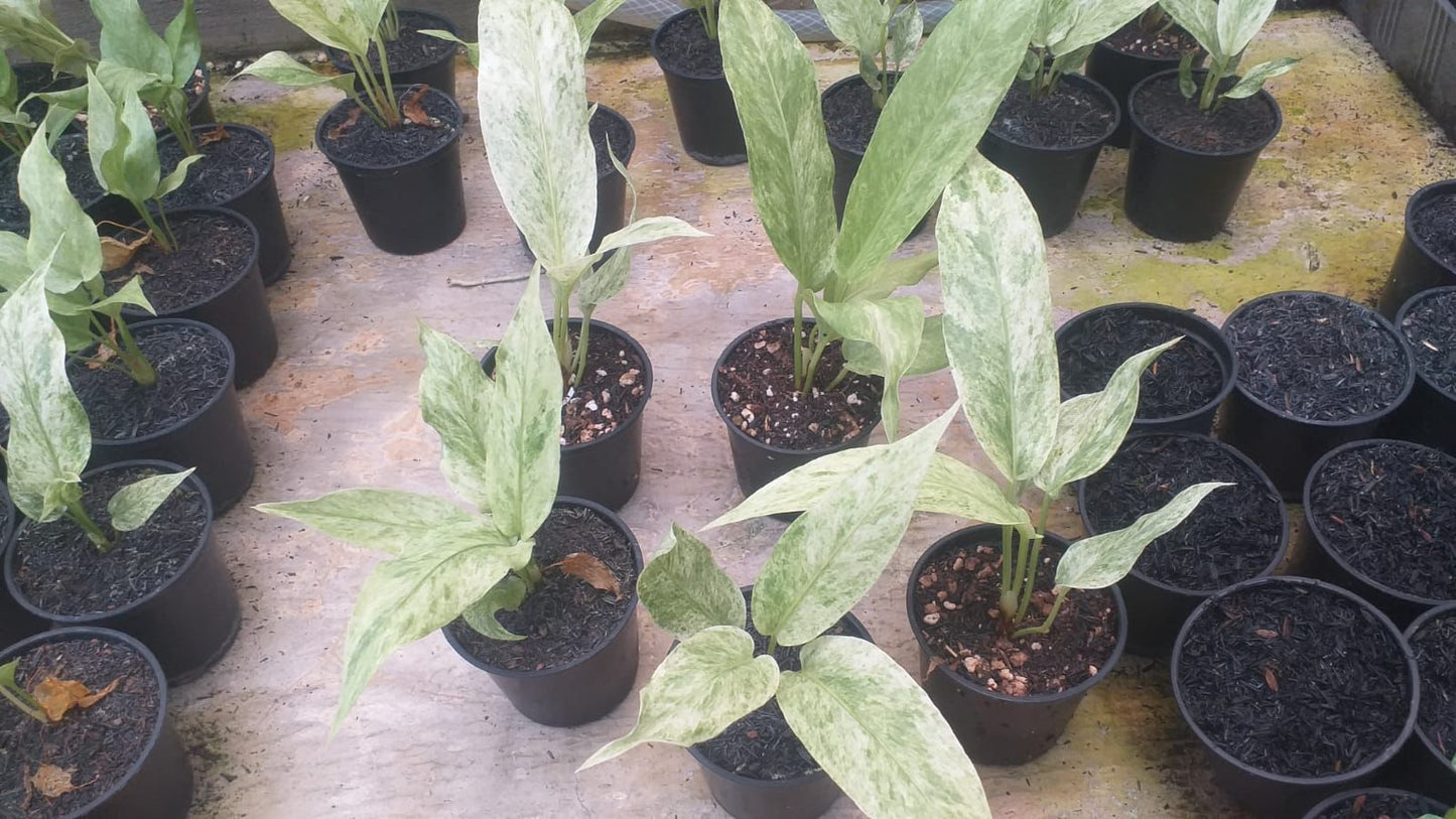 Anthurium hookeri Polkadot Mint *On Hand*