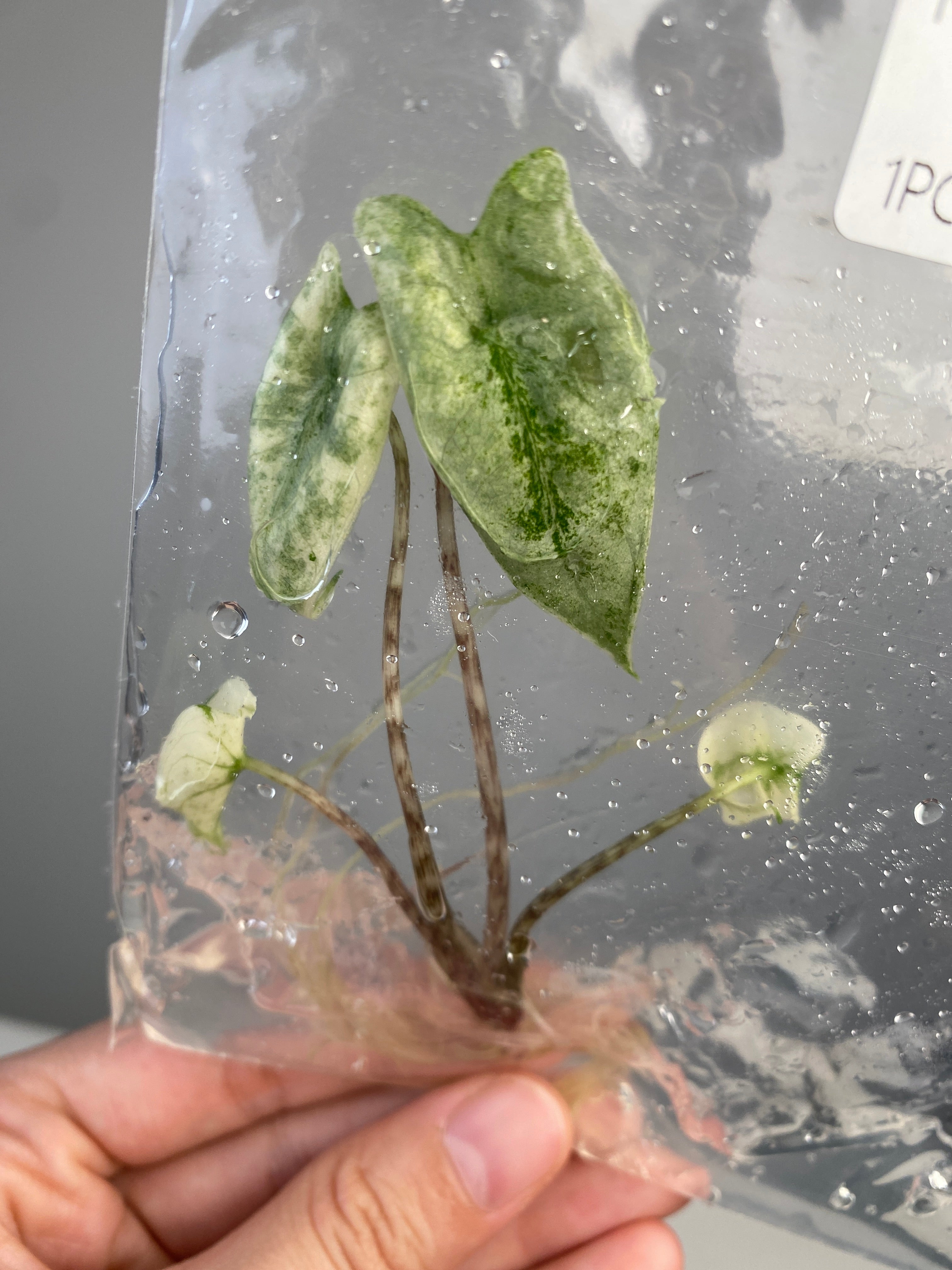 Alocasia zebrina 