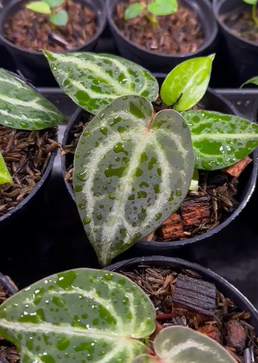 Anthurium "Red Crystallinum" NSE