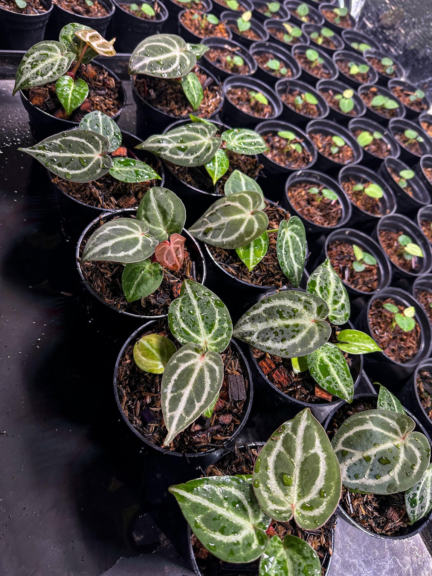 Anthurium "Red Crystallinum" NSE