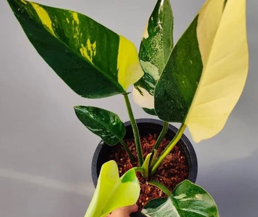 Philodendron "Green Congo" variegated TC Plantlet (Not marble)