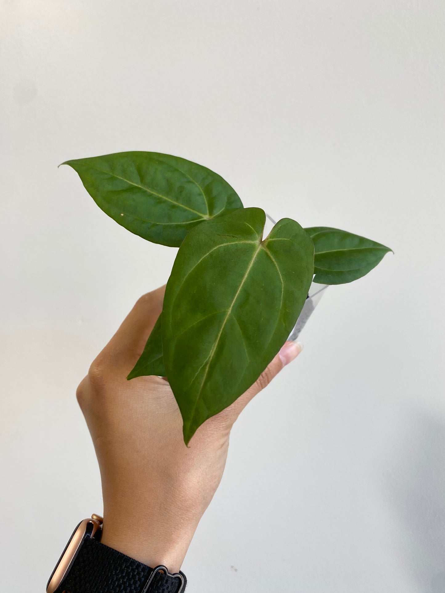 Anthurium "Ace Of Spades"