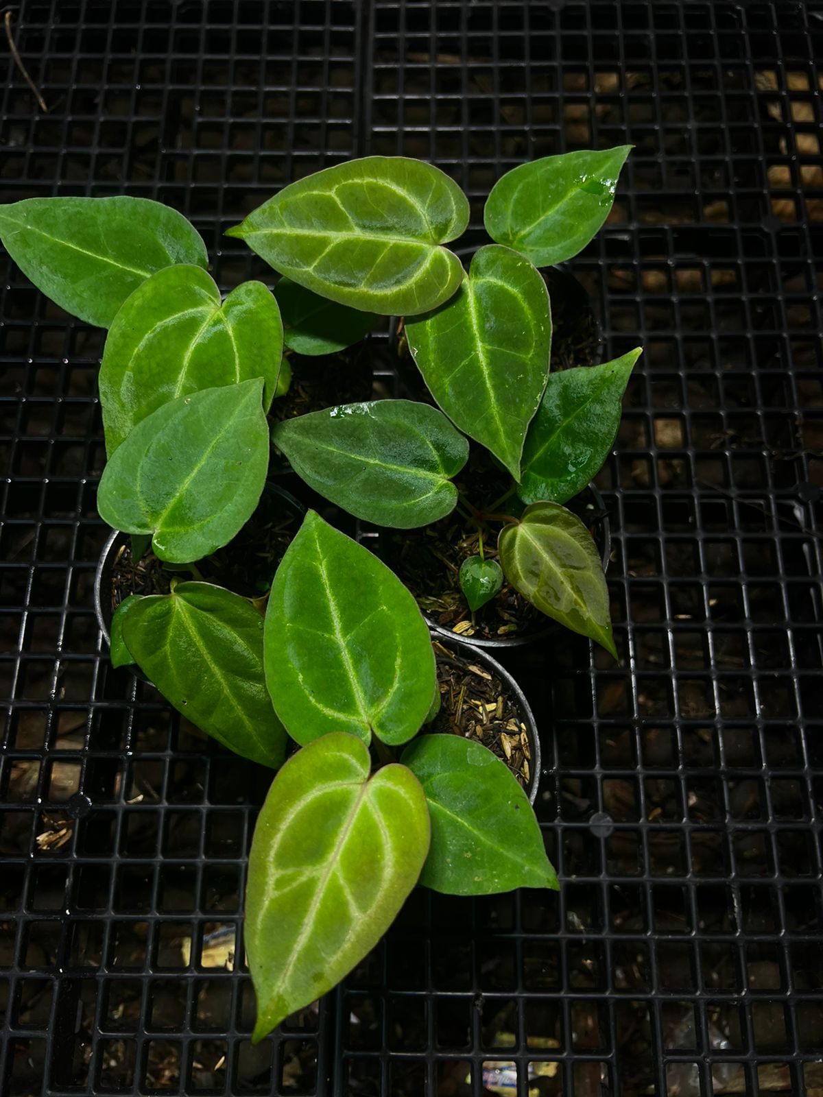 Anthurium "Silver Blush" x papillilaminum "X-One"