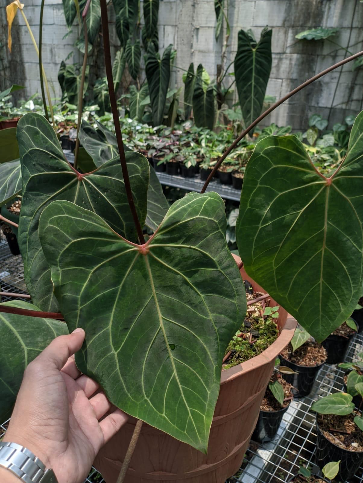 Anthurium "Red Java"