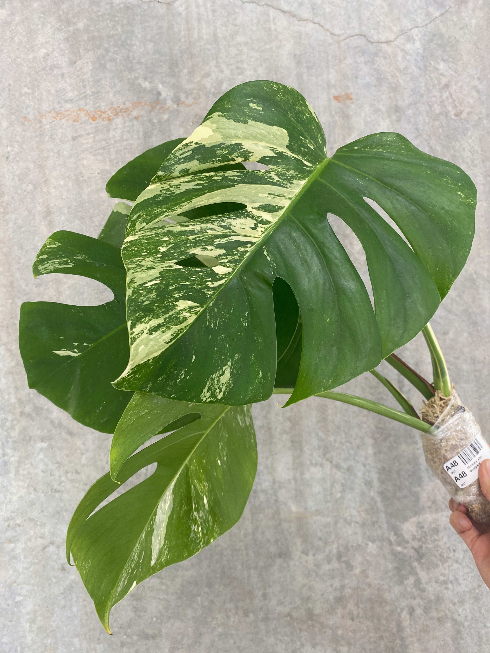 wholesale monstera albo Monstera "Albo Borsigiana" variegated Grade B – OrchidBox Wholesale