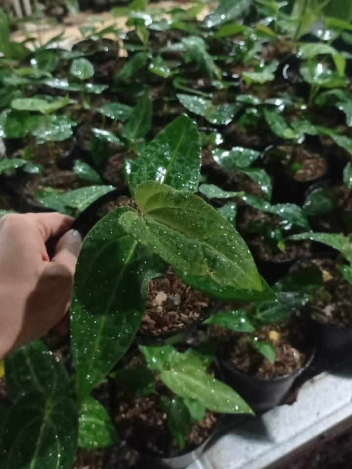 Anthurium papillilaminum × portillae