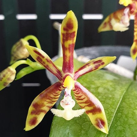 Phalaenopsis mannii × sib 2.5" Fragrant