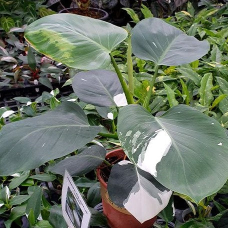 Philodendron white wizard variegated flask