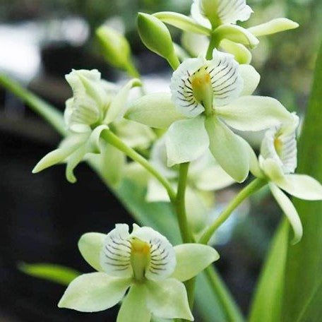 Encyclia radiata × sib 2.5" Fragrant