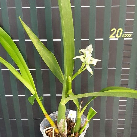 Encyclia radiata × sib 2.5" Fragrant