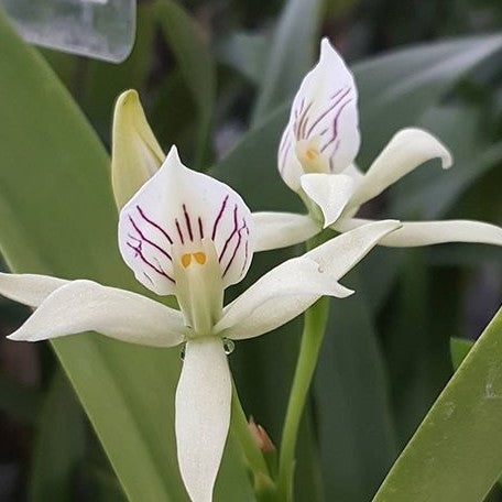 Encyclia radiata × sib 2.5"