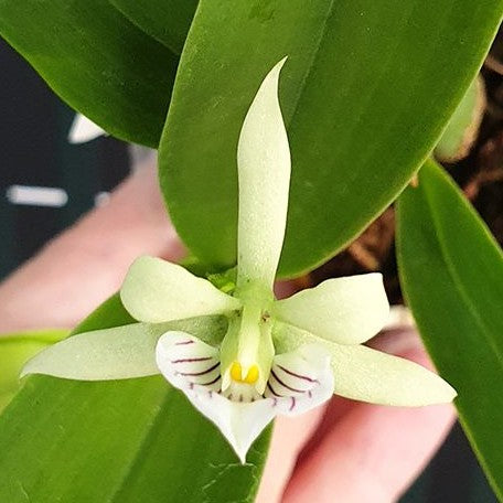 Encyclia radiata × sib 2.5"