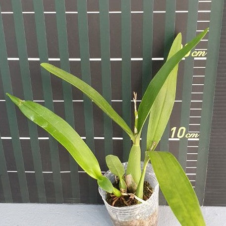 Encyclia radiata × sib 2.5"