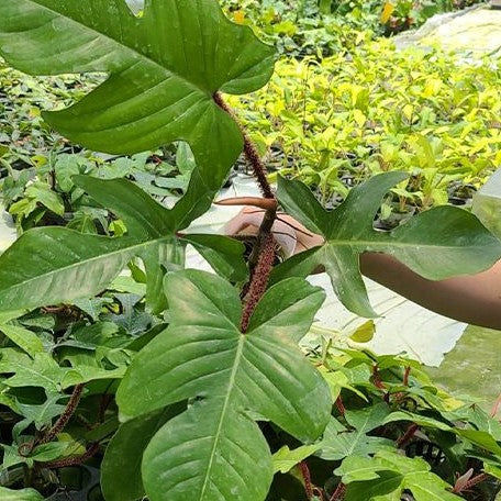 Philodendron squamiferum 3.0"