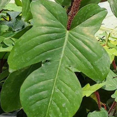 Philodendron squamiferum 3.0" *On Hand*