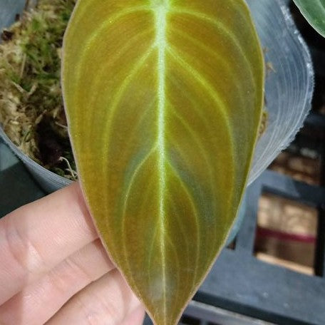 Philodendron andreanum 2.5"