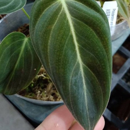 Philodendron andreanum 2.5"