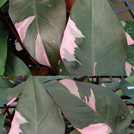 Philodendron Pink Princess variegated 2.5" *On Hand*