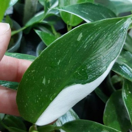 Philodendron White Princess variegated 2.5"