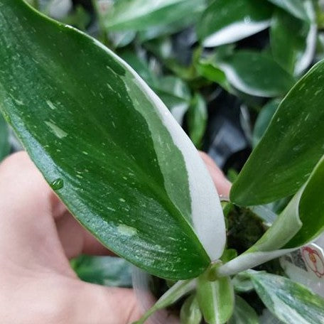 Philodendron White Princess variegated 2.5"