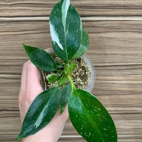 Philodendron White Princess variegated 2.5"