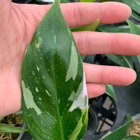 Philodendron White Princess variegated 2.5"